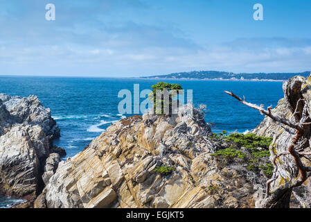 Pinien und felsigen Küste. Point Lobos State Reserve, Monterey County, Kalifornien, USA. Stockfoto