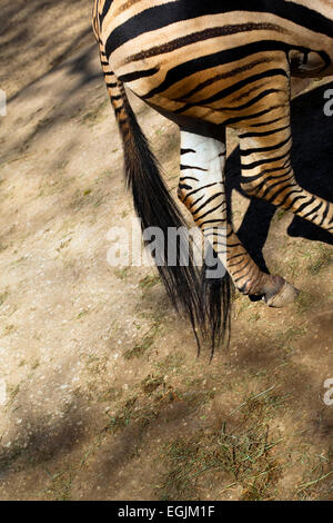 Nahaufnahme eines Zebras Wandern in einem park Stockfoto