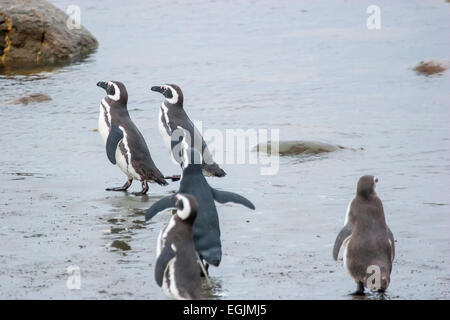 Eine Gruppe von Magellan-Pinguine stehen und gehen in das Meer Untiefe in Punta Arenas, Chile. Stockfoto