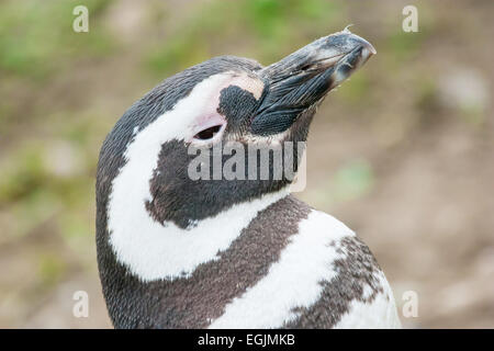 Eine Seitenansicht eines Magellanic penguin Standing in der Natur und heben den Kopf nach oben in Punta Arenas, Chile. Stockfoto