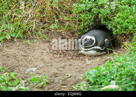 Ein Magellan-Pinguin, liegend auf dem Boden in eine Höhle in Punta Arenas, Chile. Stockfoto