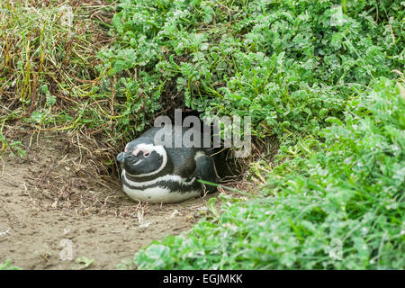 Ein Magellan-Pinguin, liegend auf dem Boden in eine Höhle in Punta Arenas, Chile. Stockfoto