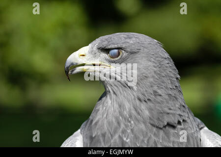 Captive chilenische Adler mit geschlossenen inneren Augenlid Stockfoto