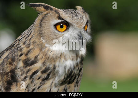 Captive europäischer Uhu Stockfoto