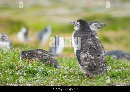 Ein junger Pinguin mit schäbigen Gefieder stehen auf einer Wiese mit anderen Pinguinen in Punta Arenas, Chile. Stockfoto