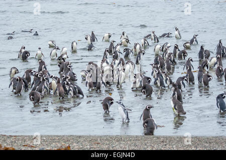 Eine große Gruppe von Magellan-Pinguine stehen und gehen im Schwarm am Ufer Meeres in Punta Arenas, Chile.