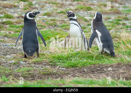 Drei Magellan-Pinguine stehen auf einer Wiese in Punta Arenas, Chile. Stockfoto