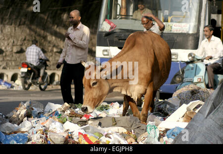 Am Straßenrand Müll in einer viel befahrenen Straße und die Kuh auf Nahrungssuche am Februar 9,2014 in Hyderabad,Ap,India.A gemeinsamen Szene in Indien. Stockfoto