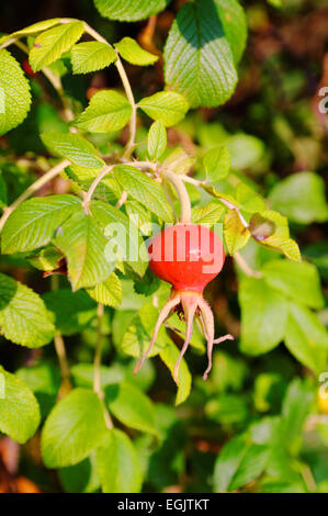canescens Germanica Obst auf einem Zweig Stockfoto