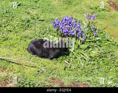 Wildkaninchen auf Lunga eines den Treshnish Inseln Schottlands Inneren Hebriden Stockfoto