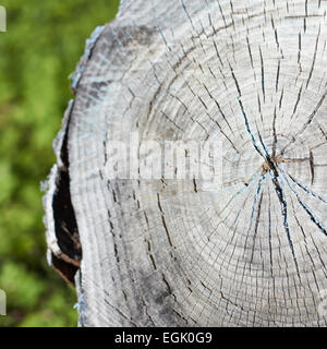 Getrocknete Baum Langfassung Stockfoto