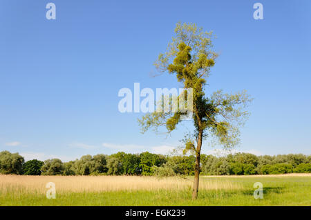 Mistel (Viscum Album) wächst in einem Baum, Baden-Württemberg, Deutschland Stockfoto