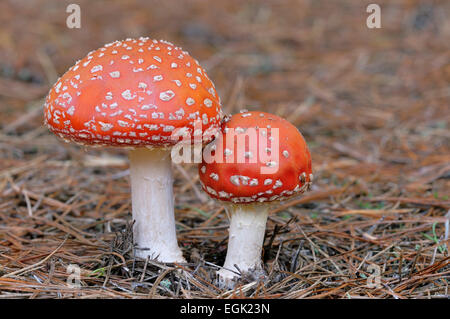 Fliegenpilz (Amanita Muscaria), Mecklenburg-Western Pomerania, Deutschland Stockfoto