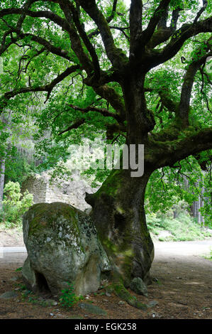 Mächtige alte Eiche (Quercus SP.) teilen ein Stein, natürliches Denkmal in der Foret de Bavella in Arggiavara, Corse-du-Sud, Corsica Stockfoto