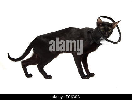 Schwarze Katze in einem Kegel isoliert auf weißem Hintergrund Stockfoto