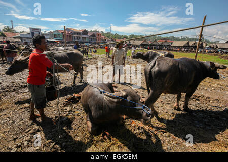 Viehmarkt in Rantepao, Toraja, Indonesien. Stockfoto