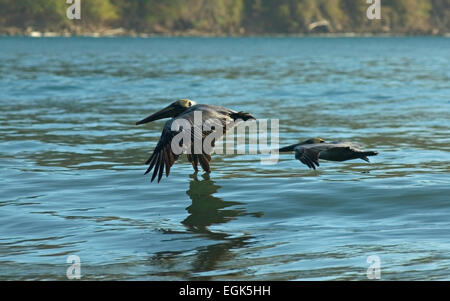 Braune Pelikane im Flug. Braune Pelikane Pelecanus Occidentalis, Tiefflug über dem Meer. Stockfoto
