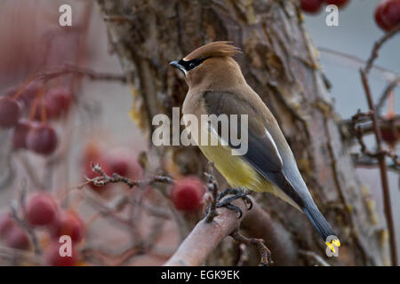 Zedernwachsflügel (Bombycilla cedrorum) in einem Baum in Gardiner, Montana Stockfoto