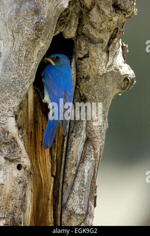 Mountain blue Bird (Sialia Currucoides) Fütterung Küken im Yellowstone-Nationalpark, Wyoming Stockfoto