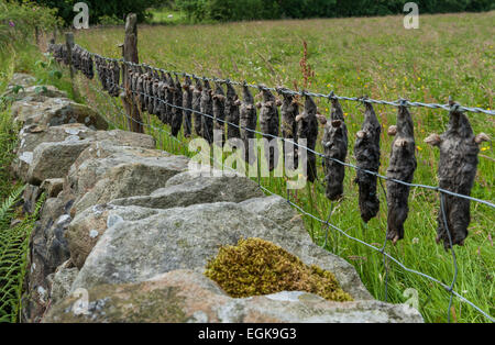 Ein Wildhüter Galgen Stockfoto