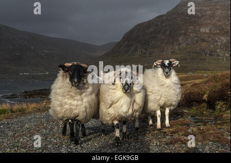 Drei Schafe am Ardhasaig auf der Isle of Harris Stockfoto