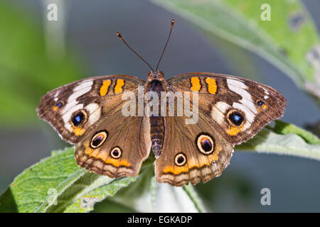 Gewöhnlicher Buckeyschmetterling (Junonia coenia) Stockfoto