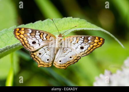 Weiße Tagpfauenauge (Anartia Jatrophae) Stockfoto