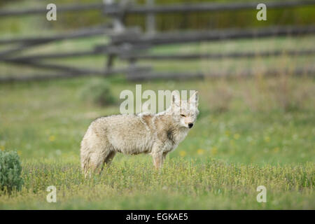 Kojoten (Canis Latrans) im Grand-Teton-Nationalpark, Wyoming Stockfoto