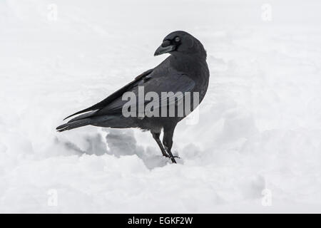 Amerikanische Krähe (Corvus Brachyrhynchos) im Schnee. Stockfoto