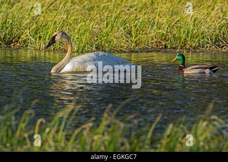 Trompeter Schwan (Cygnus Buccinator) und Stockente Drake (Anas Platyrhynchos) im Grand-Teton-Nationalpark, Wyoming. Stockfoto