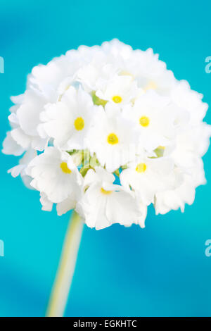 Weich und sanft Drumstick Primrose Jane Ann Butler Fotografie JABP709 Stockfoto