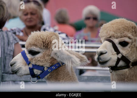 Alpakas in Ellingham & Ringwood Show in Hampshire, England Stockfoto