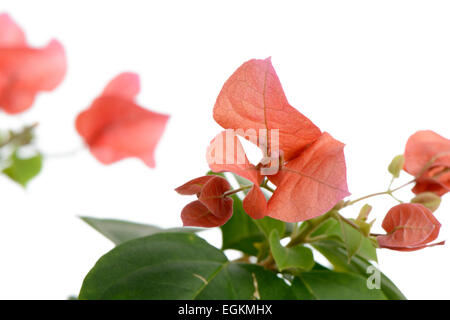 Nahaufnahme von roten Bougainvillea Blumen, isoliert auf weiss Stockfoto