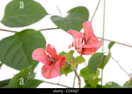 Nahaufnahme von roten Bougainvillea Blumen, isoliert auf weiss Stockfoto