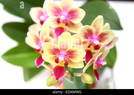 Cymbidium-Pink und gelb wunderschöne Orchidee Stockfoto