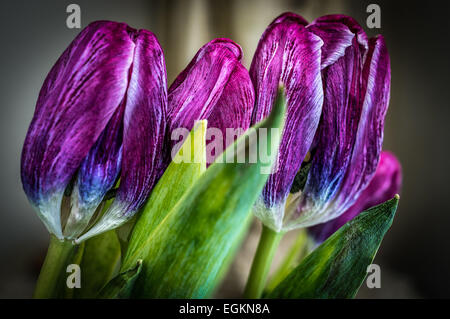 Drei Tulpen Stockfoto