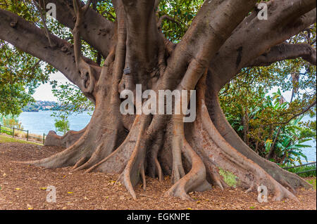 Moreton Bay Feigenbaum, Ficus Macrophylla, große immergrüne Banyan-Baum der Moraceae Familie in den Botanischen Garten, Sydney, Austr Stockfoto