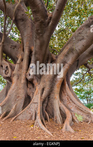 Moreton Bay Feigenbaum, Ficus Macrophylla, große immergrüne Banyan-Baum der Moraceae Familie in den Botanischen Garten, Sydney Stockfoto