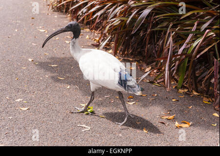 Australische White Ibis (Threskiornis Molukken) in Sydney botanischen Garten, Sydney, Australien Stockfoto