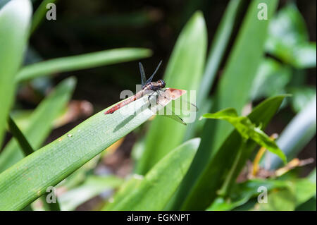 Feurige Abstreicheisen Libelle (Orthetrum Villosovittatum) im Botanic Garden, Sydney, Australien Stockfoto