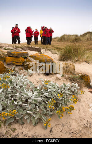 Südatlantik, Falkland-Inseln, Insel, Expedition Kreuzfahrt-Passagiere auf Siedlung Hafenstrand Stockfoto