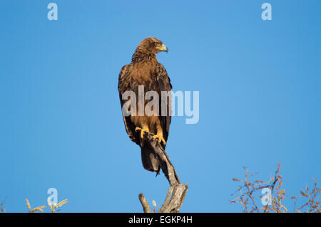 Dinge im Auge behalten Stockfoto