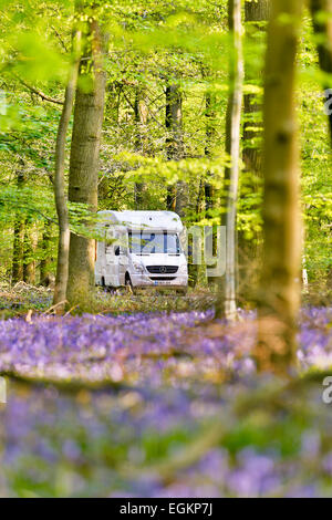 Glockenblumen; und Wohnmobil; Forest of Dean; UK Stockfoto