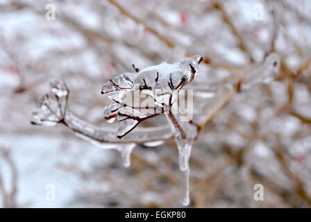 Eiszapfen am Zweig nach einem Winter Gefrierender Regen Stockfoto