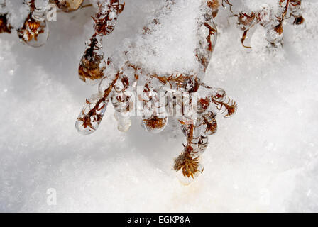 Eiszapfen am Zweig nach einem Winter Gefrierender Regen Stockfoto