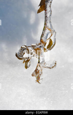 Eiszapfen am Zweig nach einem Winter Gefrierender Regen Stockfoto