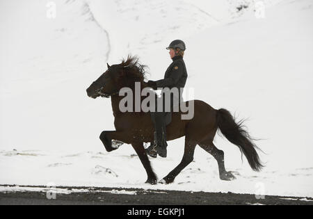 Teenager-Jungen auf dem Rücken der Pferde im Schnee, Island Stockfoto