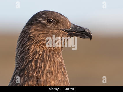 Die Great Skua (Stercorarius Skua), ein großer Seevogel in der Skua-Familie Stercorariidae. Stockfoto