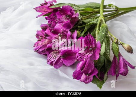 Frühling Blumen - lila Alstroemeria (Peruanische Lilie oder Lilie der Inkas) - weißen Hintergrund Stockfoto