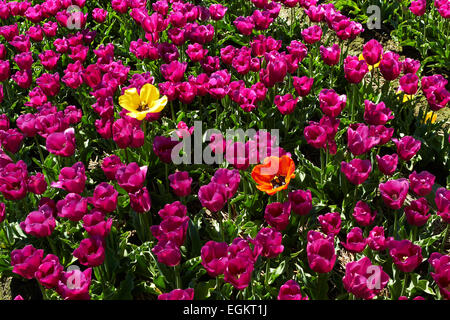 Hintergrund von zwei verschiedenen gelbe und rote Tulpen unter violett, sonnigen Tag Stockfoto